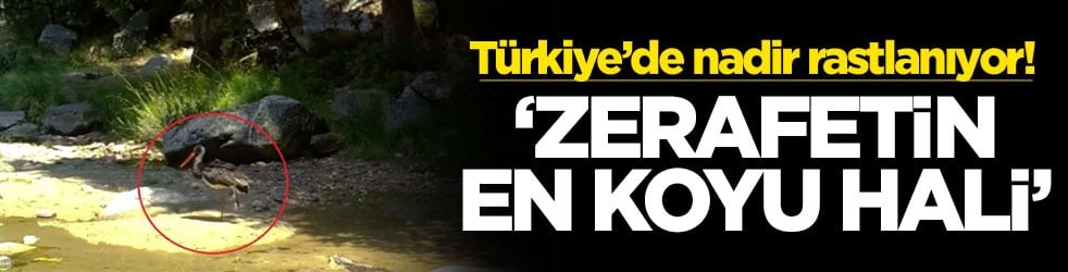 Türkiye’de nadir rastlanıyor! ‘Zerafetin en koyu hali'