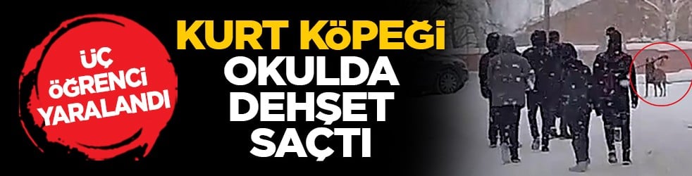 Üç öğrenci yaralandı: Kurt köpeği okulda dehşet saçtı