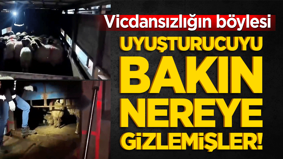 Vicdansızlığın böylesi: Uyuşturucuyu hayvanların karnına gizlemişler!