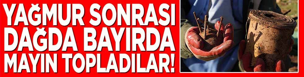 Yağmur sonrası dağda bayırda mayın topladılar!