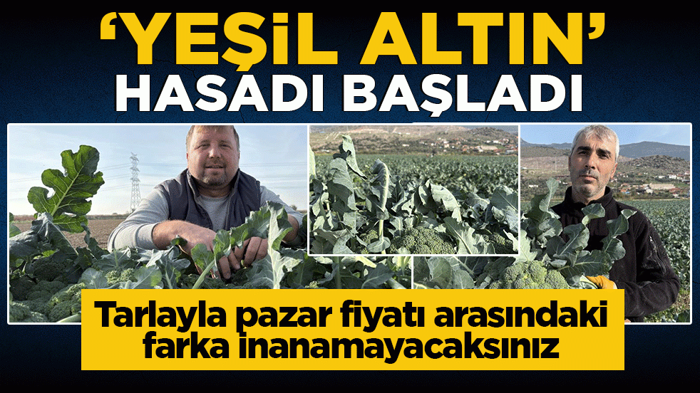 ‘Yeşil altın’ hasadı başladı: Tarlayla Pazar fiyatı arasındaki farka inanamayacaksınız