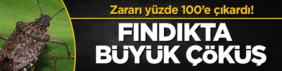 Zararı yüzde 100’e çıkardı! Fındıkta büyük çöküş
