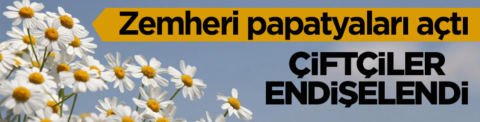 Zemheri papatyaları açtı! Çiftçiler endişelendi