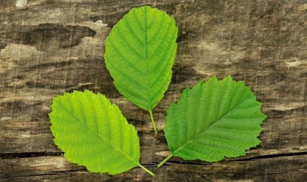 Foto - 1 bardak ile hafızanız tazelenecek! Dr. Ender Saraç'tan hafıza güçlendiren çay tarifi...