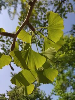 Foto - 1 bardak ile hafızanız tazelenecek! Dr. Ender Saraç'tan hafıza güçlendiren çay tarifi...