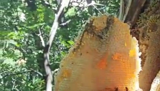 Foto - 1 bardak sütün içine 1 kaşık ekleyince organları temizliyor! Doğal iltihap çözücü, güçlü bir antioksidana dönüşüyor