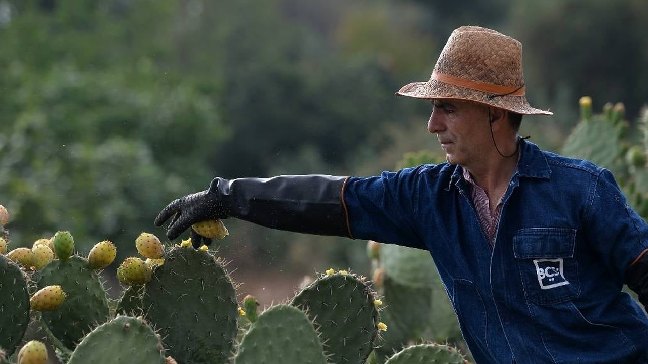 Foto - 1 damla suya ve bakıma ihtiyaç duymuyor: Yetiştiren servet sahibi oluyor! Dikenli incir