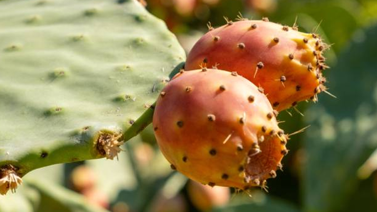 Foto - 1 damla suya ve bakıma ihtiyaç duymuyor: Yetiştiren servet sahibi oluyor! Dikenli incir