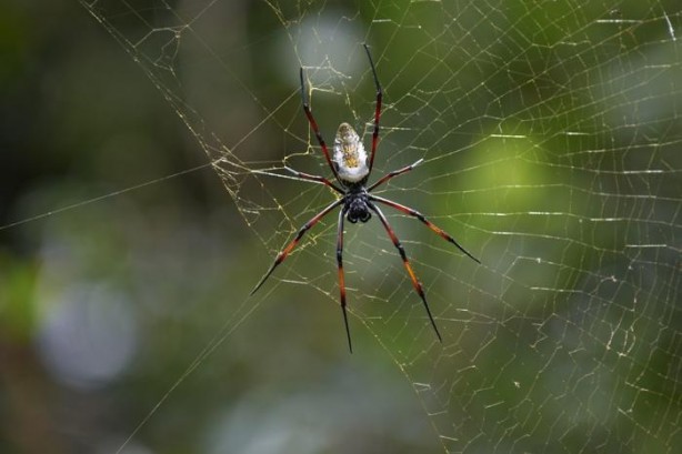 Foto - 1 gramı bile servet değerinde... Bulanın sırtı yere gelmiyor