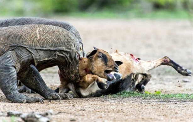 Foto - 1 keçi 2 komodo ejderi! Olanları tahmin bile edemeyeceksiniz!