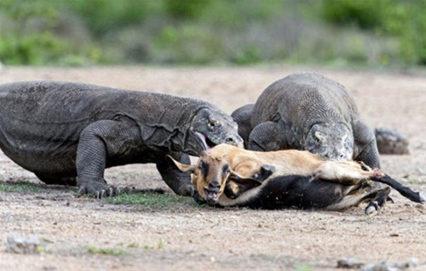 Foto - 1 keçi 2 komodo ejderi! Olanları tahmin bile edemeyeceksiniz!