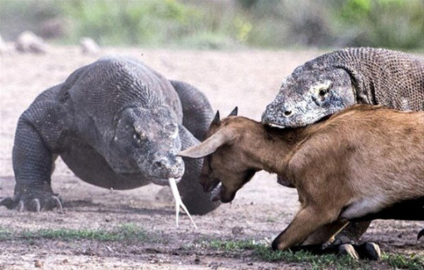 Foto - 1 keçi 2 komodo ejderi! Olanları tahmin bile edemeyeceksiniz!