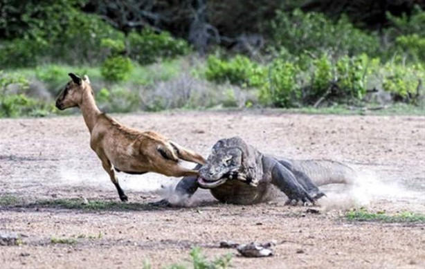 Foto - 1 keçi 2 komodo ejderi! Olanları tahmin bile edemeyeceksiniz!