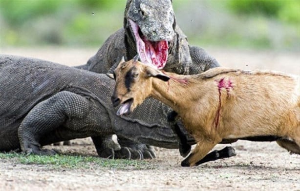 Foto - 1 keçi 2 komodo ejderi! Olanları tahmin bile edemeyeceksiniz!