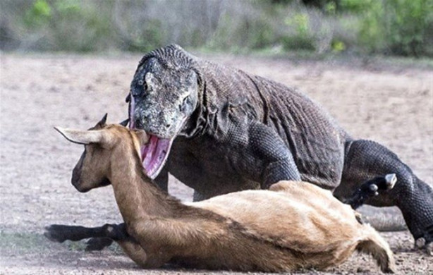 Foto - 1 keçi 2 komodo ejderi! Olanları tahmin bile edemeyeceksiniz!