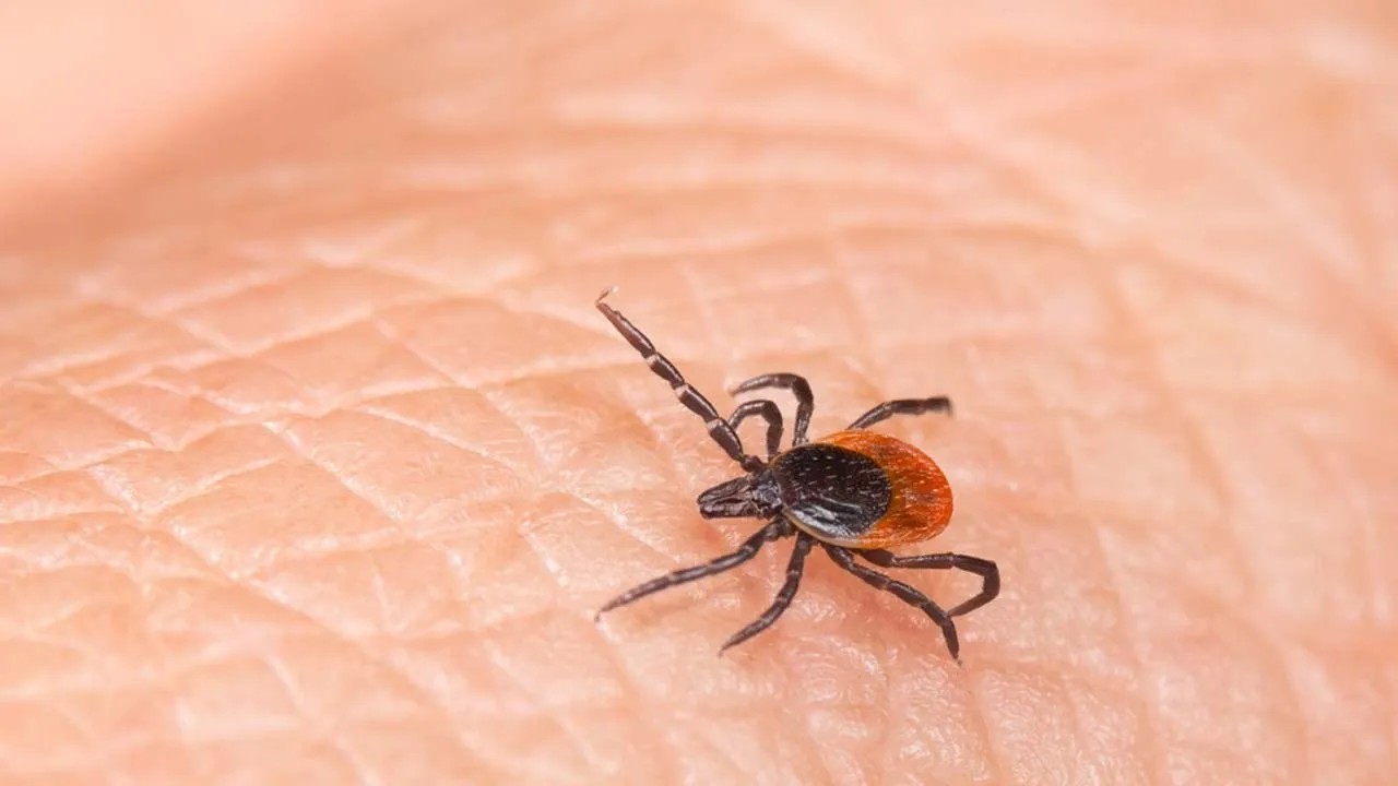 Foto - 1 kene 10 bin yumurta bırakıyor!