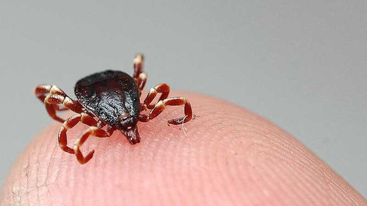 Foto - 1 kene 10 bin yumurta bırakıyor!