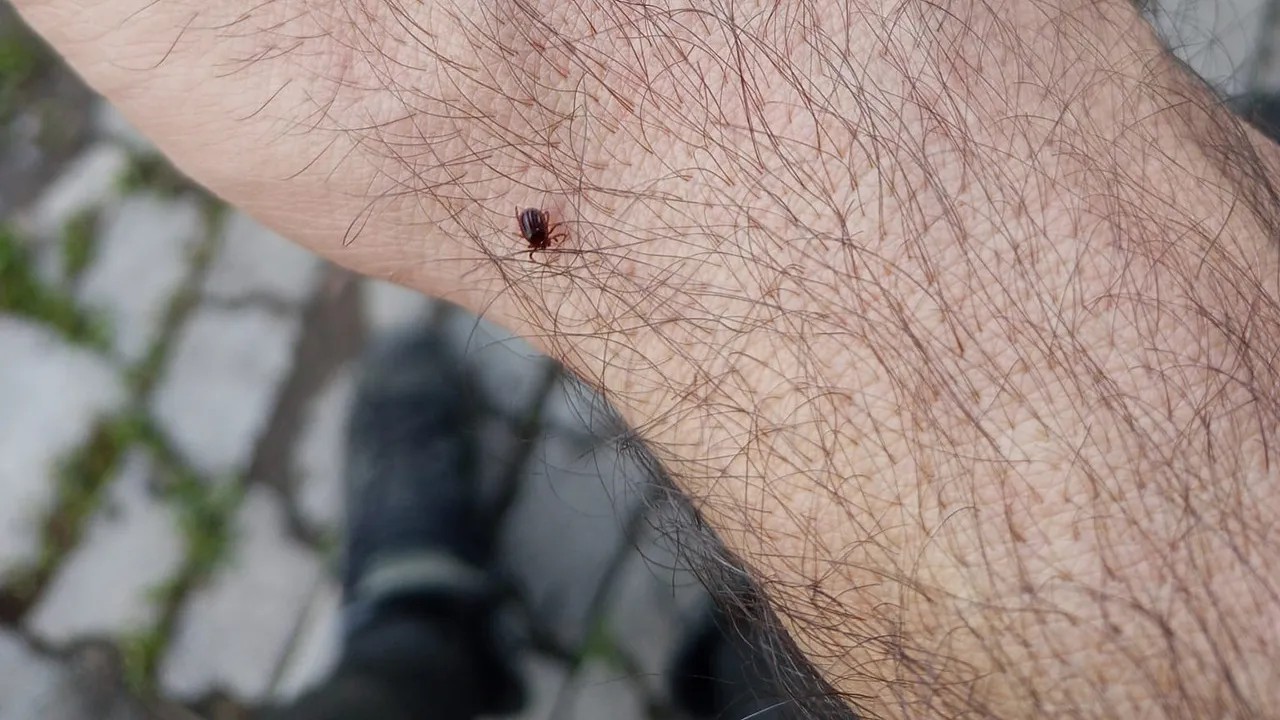 1 kene 10 bin yumurta bırakıyor!