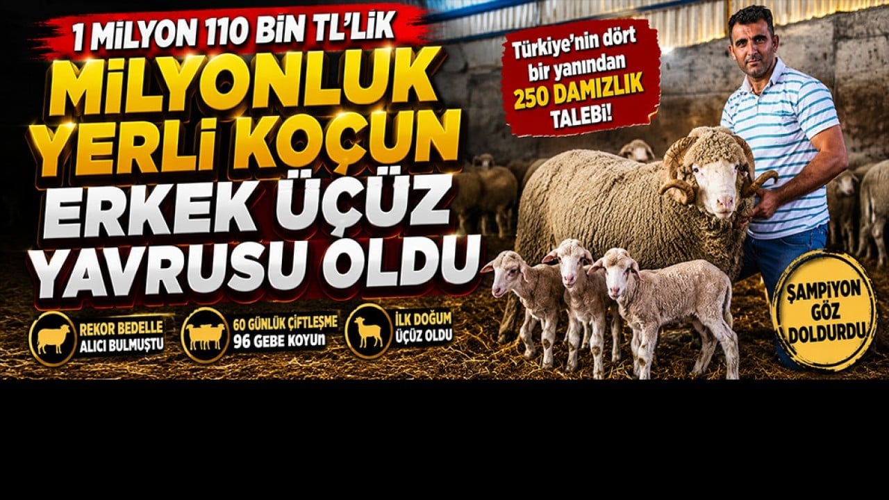 1 milyon 110 bin liralık “Şampiyon” ilk yavrularını verdi! Üçüzle başladı