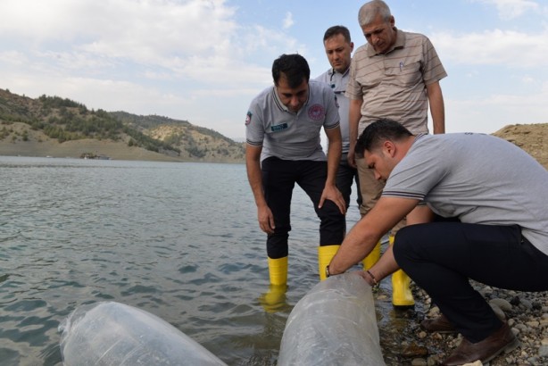 Foto - 1 milyon 489 bin tane! Kahramanmaraş'ta baraj ve göletlere bırakıldı