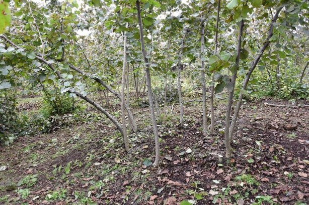 Foto - 1 taşla 2 kuş! Fındık üreticisine bayram ettiren formül