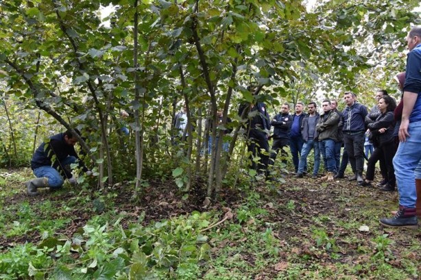 Foto - 1 taşla 2 kuş! Fındık üreticisine bayram ettiren formül