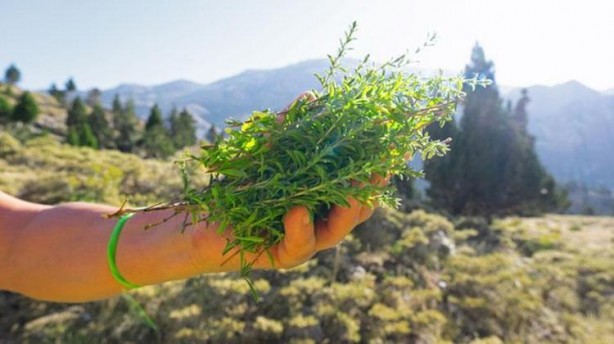 Foto - 1 tatlı kaşığı bile hafızayı zehir gibi yapıyor! Beyne direkt etki eden mucize baharat