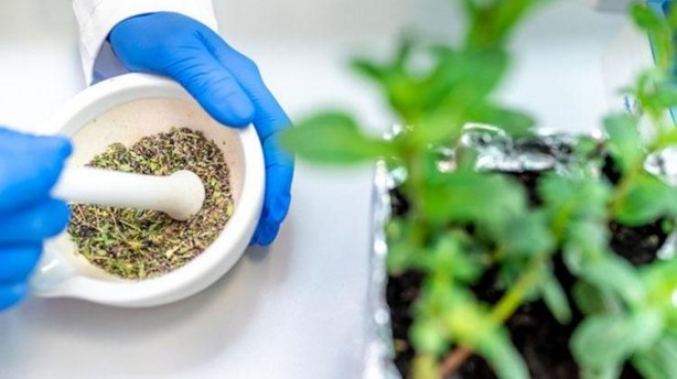 Foto - 1 tatlı kaşığı bile hafızayı zehir gibi yapıyor! Beyne direkt etki eden mucize baharat