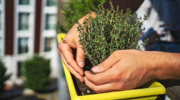 Foto - 1 tatlı kaşığı bile hafızayı zehir gibi yapıyor! Beyne direkt etki eden mucize baharat