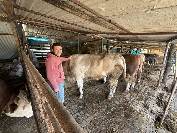 Foto - 1 ton 100 kiloluk Paşa'nın fiyatı dudak uçuklattı
