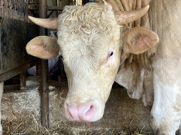 Foto - 1 ton 100 kiloluk Paşa'nın fiyatı dudak uçuklattı