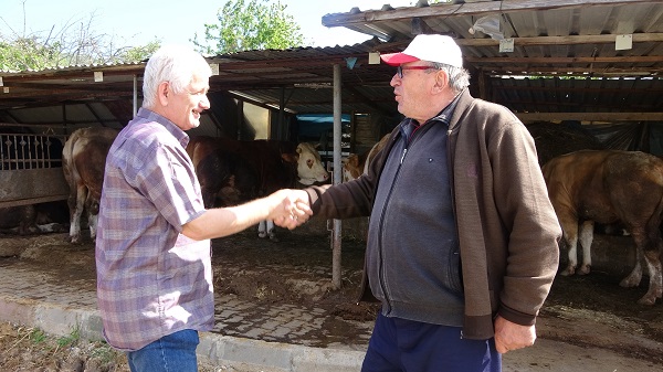 Foto - 1 ton 100 kiloluk Paşa'nın fiyatı dudak uçuklattı
