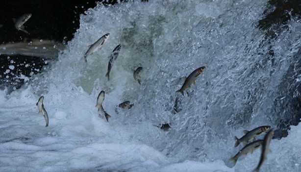 Foto - 1 ton canlı inci kefali suya bırakıldı