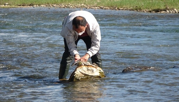 Foto - 1 ton canlı inci kefali suya bırakıldı