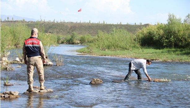 1 ton canlı inci kefali suya bırakıldı
