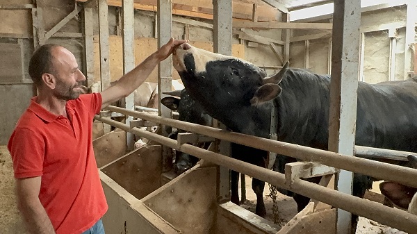 Foto - 1 tonluk dana bakın kaç paraya satıldı?
