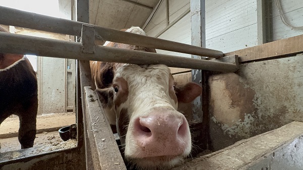 Foto - 1 tonluk dana bakın kaç paraya satıldı?