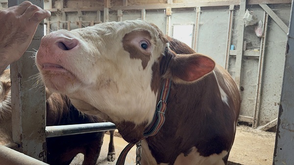 Foto - 1 tonluk dana bakın kaç paraya satıldı?