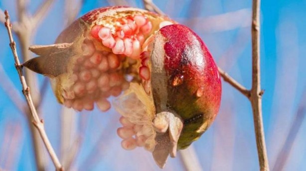 Foto - 1 yıl organları temizliyor! Nar kabuğunu atmayın, işte kilo vermenin de öksürüğün de çaresi