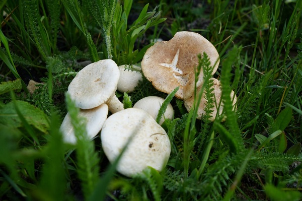 10-15 km yol kat ediyorlar! Protein deposunun zorlu yolculuğu