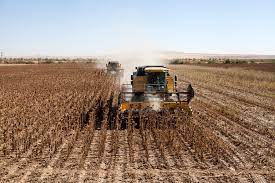 10 biçerdöver kese kese bitiremedi! Görenler "maşallah" dedi