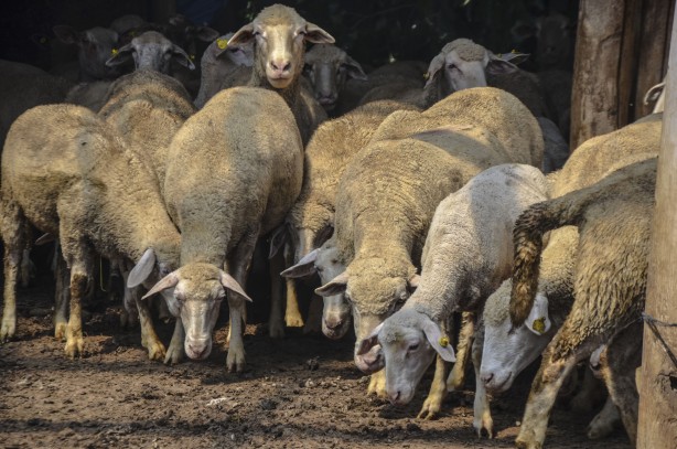 Foto - 10 bin TL’ye çalışacak çoban bulamıyor!