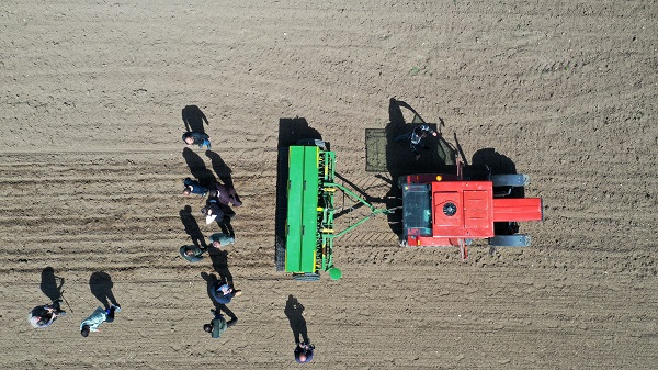 Foto - 10 dönüm alana karabuğday ekildi