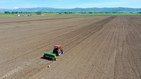 Foto - 10 dönüm alana karabuğday ekildi