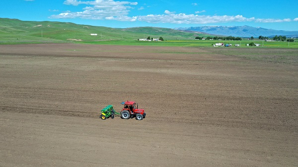 Foto - 10 dönüm alana karabuğday ekildi