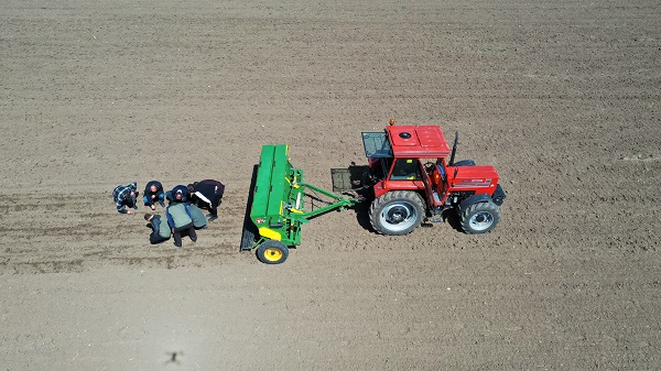 Foto - 10 dönüm alana karabuğday ekildi