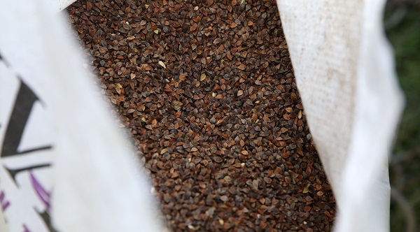 Foto - 10 dönüm alana karabuğday ekildi