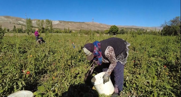 Foto - 10 dönüm arazide 70 ton domates üretiyor