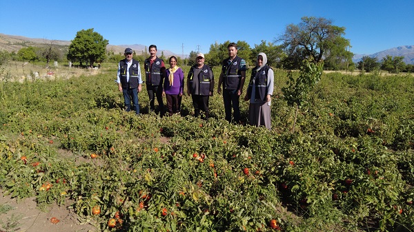 Foto - 10 dönüm arazide 70 ton domates üretiyor