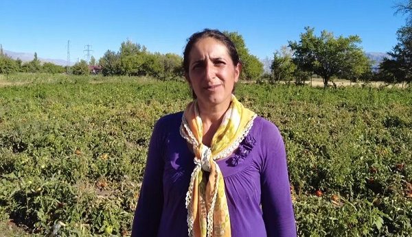 Foto - 10 dönüm arazide 70 ton domates üretiyor